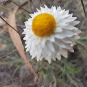 Leucochrysum albicans subsp. tricolor at Latham, ACT - 14 Oct 2019