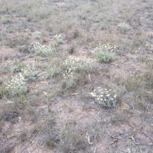 Leucochrysum albicans subsp. tricolor at Latham, ACT - 14 Oct 2019