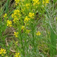 Barbarea verna (Wintercress, American Cress) at Umbagong District Park - 14 Oct 2019 by Jiggy