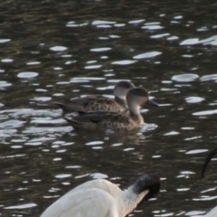 Anas gracilis (Grey Teal) at Tuggeranong Creek to Monash Grassland - 2 Oct 2019 by michaelb