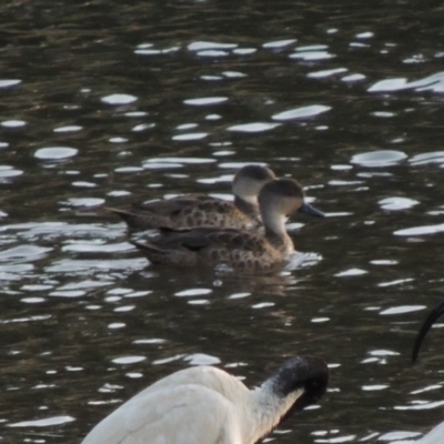 Anas gracilis (Grey Teal) at Tuggeranong Creek to Monash Grassland - 2 Oct 2019 by michaelb