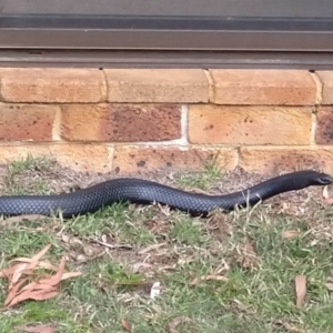 Pseudechis porphyriacus at Wingecarribee Local Government Area - 10 Oct 2019 02:54 PM