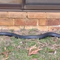 Pseudechis porphyriacus at Wingecarribee Local Government Area - 10 Oct 2019 02:54 PM