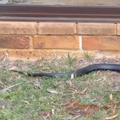 Pseudechis porphyriacus at Wingecarribee Local Government Area - 10 Oct 2019 02:54 PM