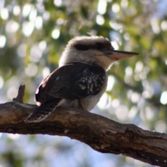 Dacelo novaeguineae (Laughing Kookaburra) at Red Hill Nature Reserve - 15 Oct 2019 by LisaH