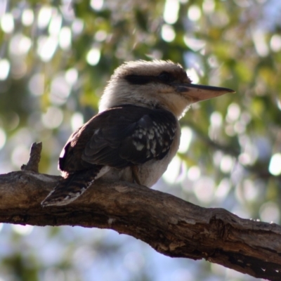 Dacelo novaeguineae (Laughing Kookaburra) at Deakin, ACT - 15 Oct 2019 by LisaH