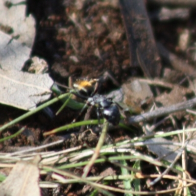 Camponotus aeneopilosus (A Golden-tailed sugar ant) at Red Hill, ACT - 15 Oct 2019 by LisaH