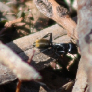 Camponotus aeneopilosus at Red Hill, ACT - 15 Oct 2019