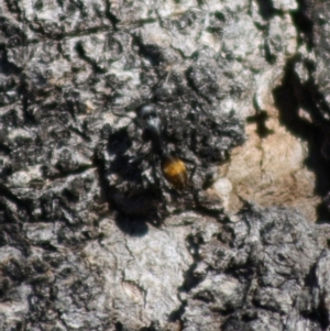 Camponotus aeneopilosus at Red Hill, ACT - 15 Oct 2019