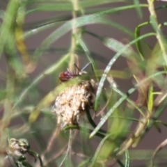 Iridomyrmex purpureus at Red Hill, ACT - 15 Oct 2019