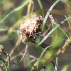 Iridomyrmex purpureus at Red Hill, ACT - 15 Oct 2019