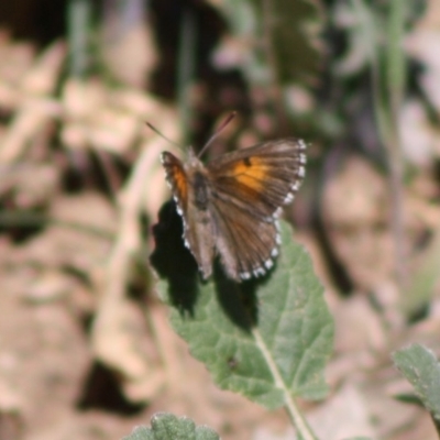 Lucia limbaria (Chequered Copper) at Deakin, ACT - 15 Oct 2019 by LisaH