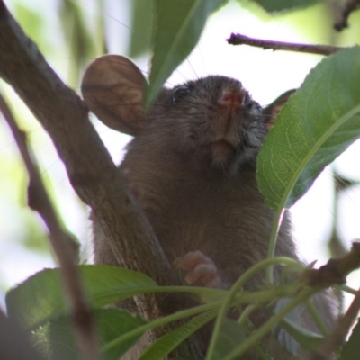 Rattus rattus (Black Rat) at Hughes Grassy Woodland - 15 Oct 2019 by LisaH