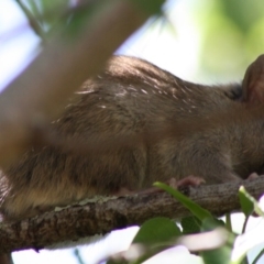 Rattus rattus at Hughes, ACT - 15 Oct 2019 01:33 PM