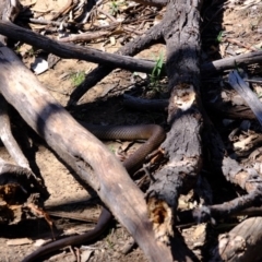 Pseudonaja textilis (Eastern Brown Snake) at Mount Majura - 15 Oct 2019 by Kurt
