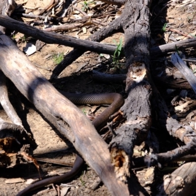 Pseudonaja textilis (Eastern Brown Snake) at Hackett, ACT - 15 Oct 2019 by Kurt