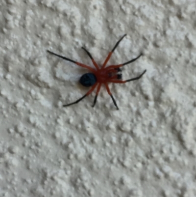 Nicodamidae (family) (Red and Black Spider) at Mirador, NSW - 15 Oct 2019 by hynesker1234