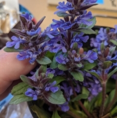 Ajuga australis (Austral Bugle) at Wingecarribee Local Government Area - 15 Oct 2019 by Margot