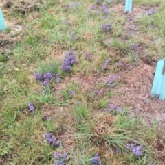 Ajuga australis at Burradoo, NSW - 15 Oct 2019 02:58 PM