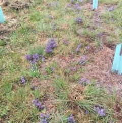 Ajuga australis at Burradoo, NSW - 15 Oct 2019