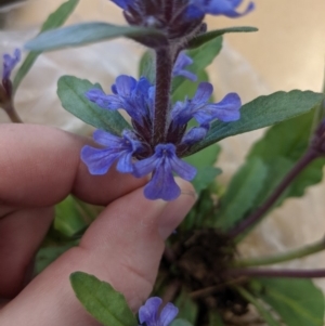 Ajuga australis at Burradoo, NSW - 15 Oct 2019