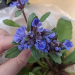 Ajuga australis at Burradoo, NSW - 15 Oct 2019