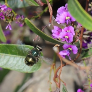 Xylocopa (Lestis) aerata at Acton, ACT - 15 Oct 2019