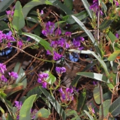 Xylocopa (Lestis) aerata at Acton, ACT - 15 Oct 2019