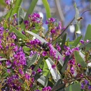 Xylocopa (Lestis) aerata at Acton, ACT - 15 Oct 2019