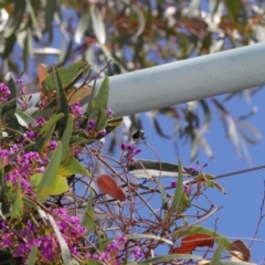 Xylocopa (Lestis) aerata at Acton, ACT - 15 Oct 2019