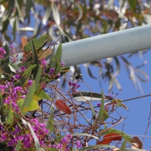 Xylocopa (Lestis) aerata at Acton, ACT - 15 Oct 2019