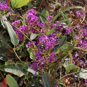 Xylocopa (Lestis) aerata at Acton, ACT - 15 Oct 2019