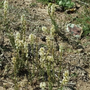 Stackhousia monogyna at Symonston, ACT - 15 Oct 2019