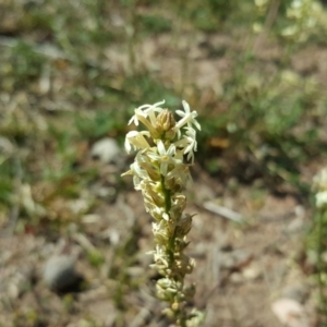 Stackhousia monogyna at Symonston, ACT - 15 Oct 2019