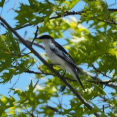 Lalage tricolor (White-winged Triller) at Belconnen, ACT - 15 Oct 2019 by wombey