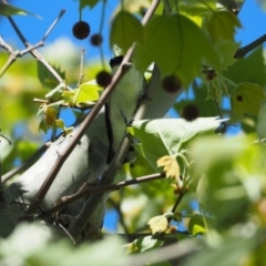 Lalage tricolor at Belconnen, ACT - 15 Oct 2019 02:37 PM