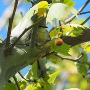 Lalage tricolor at Belconnen, ACT - 15 Oct 2019 02:37 PM