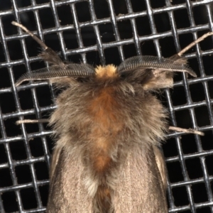 Lomera lurida at Rosedale, NSW - 7 Oct 2019 06:57 PM