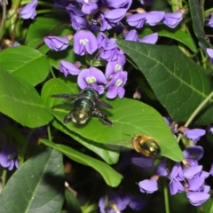 Xylocopa (Lestis) aerata at Acton, ACT - 14 Oct 2019