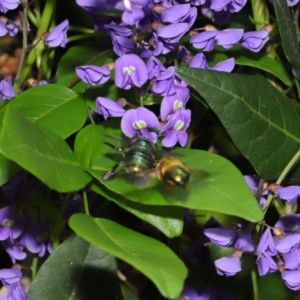 Xylocopa (Lestis) aerata at Acton, ACT - 14 Oct 2019