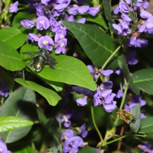 Xylocopa (Lestis) aerata at Acton, ACT - 14 Oct 2019