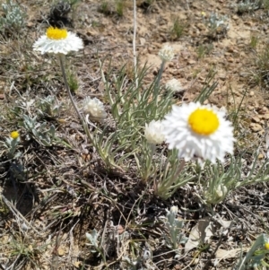 Leucochrysum albicans subsp. tricolor at Mulanggari Grasslands - 15 Oct 2019 01:16 PM