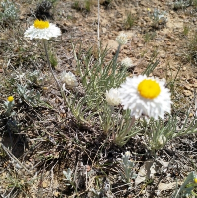 Leucochrysum albicans subsp. albicans (Hoary Sunray) at Mulanggari Grasslands - 15 Oct 2019 by EmmaCook