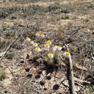 Leucochrysum albicans subsp. tricolor at Mulanggari Grasslands - 15 Oct 2019 01:16 PM