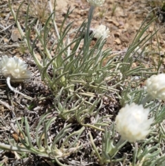 Leucochrysum albicans subsp. albicans at Gungahlin, ACT - 15 Oct 2019