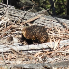 Tachyglossus aculeatus (Short-beaked Echidna) at Tennent, ACT - 6 Oct 2019 by MatthewFrawley