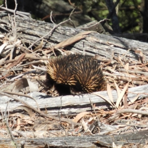 Tachyglossus aculeatus at Tennent, ACT - 6 Oct 2019 12:56 PM