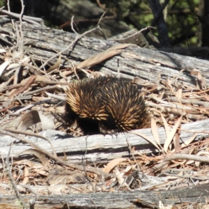 Tachyglossus aculeatus at Tennent, ACT - 6 Oct 2019