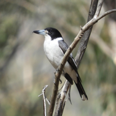 Cracticus torquatus (Grey Butcherbird) at Tennent, ACT - 6 Oct 2019 by MatthewFrawley