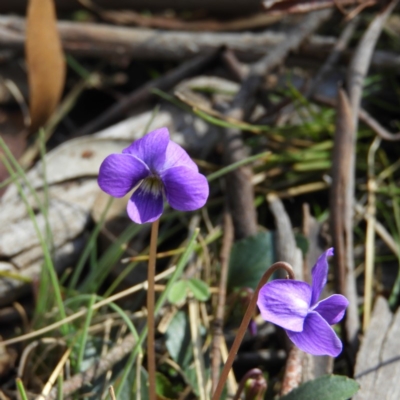 Viola betonicifolia (Mountain Violet) at Tennent, ACT - 6 Oct 2019 by MatthewFrawley